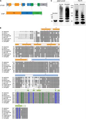 Chip Protein U-Box Domain Truncation Affects Purkinje Neuron Morphology and Leads to Behavioral Changes in Zebrafish